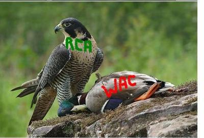 dima raja ocs